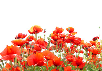 Obraz premium Red poppies