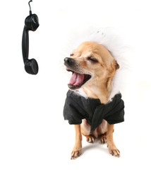 cute dog on the phone