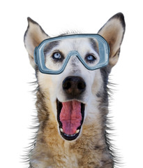 scuba dog