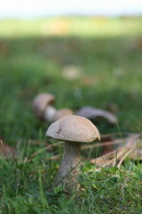 Close up of a wild mushroom