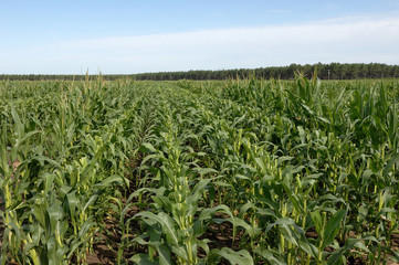 Fototapeta na wymiar corn kastracja