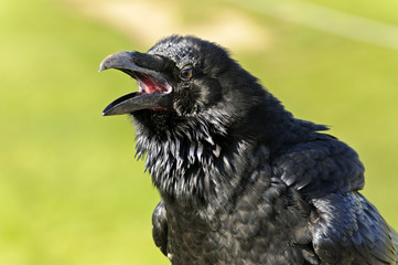 Common Raven
