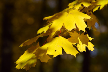 yellow leaves