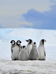 Foto auf Acrylglas Antarktis Kaiserpinguin