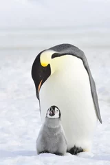 Fotobehang Emperor Penguin © Silver