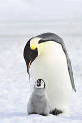 Fototapete Rund Emperor Penguin © Silver