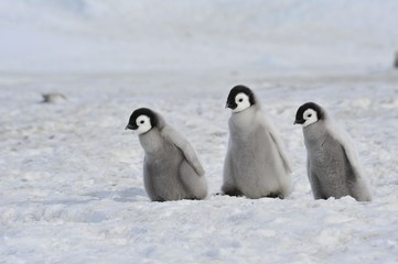 Fototapeta premium Emperor Penguin