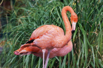 fenicottero rosa con piante verdi
