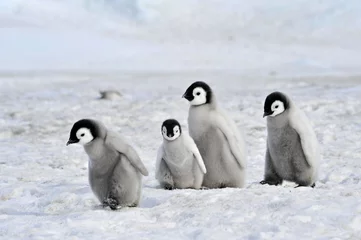 Tafelkleed Emperor Penguin © Silver