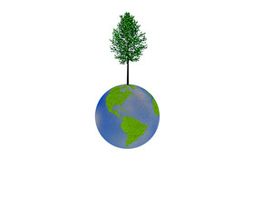 High Resolution Tree on Earth