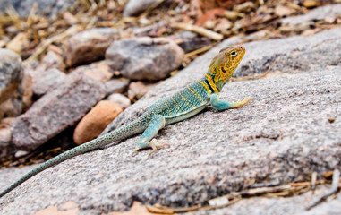 Collared Lizard