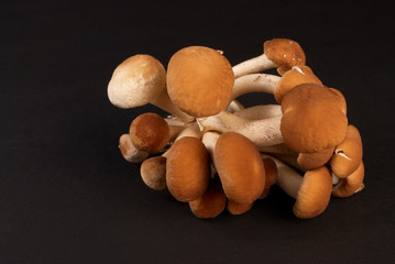 Black popplar mushroom