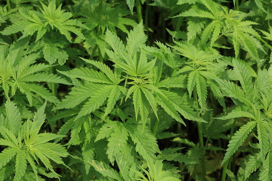 8 Best 大麻草 Images Stock Photos Vectors Adobe Stock