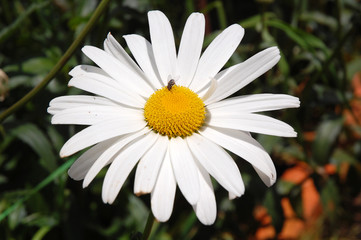 Fototapeta premium close up of daisy flower