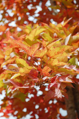 image of leaf at park