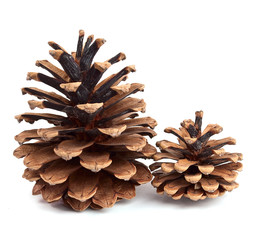 pine cones
