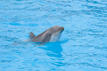 bottle-nose dolphin