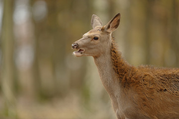 biche