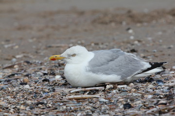 Möwe am Strand