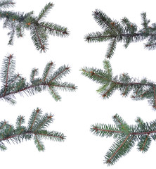 Set of christmas sprigs isolated on white background