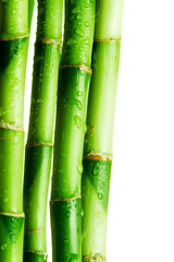 Obraz premium Bamboo