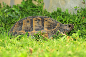 turtle