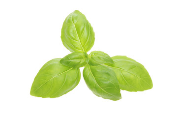 Fresh basil