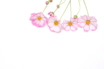ピンクのコスモスの切花