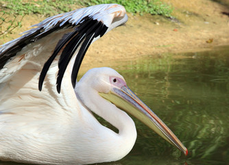 portrait du pélican blanc en parade