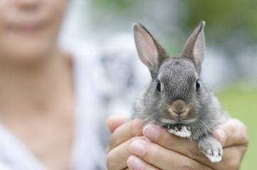 うさぎ