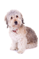 above view of a bearded collie