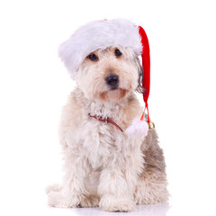 bearded collie with santa hat