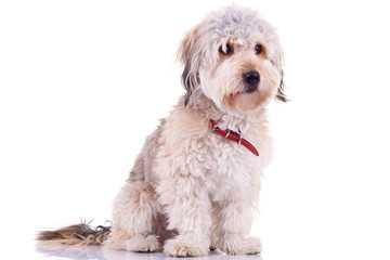 Bearded Collie
