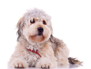 seated Bearded Collie
