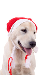 labrador retriever with red Santa Claus hat