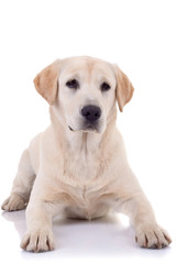 seated Puppy Labrador