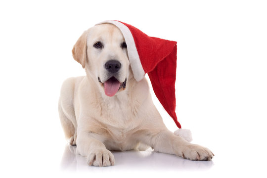 retriever with red Santa Claus hat