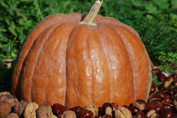 citrouille entourée de chataignes et de noix