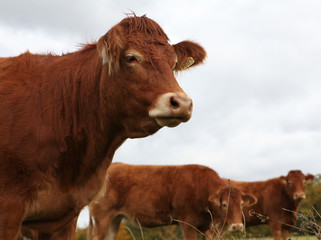 Vache Limousine