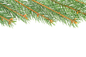 Green fir tree branches isolated on white background