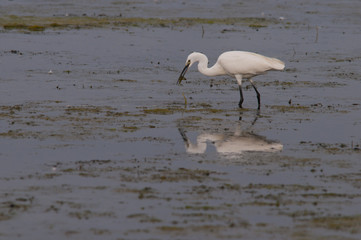Aigrette garzette (Egretta garzetta, Little Egret)