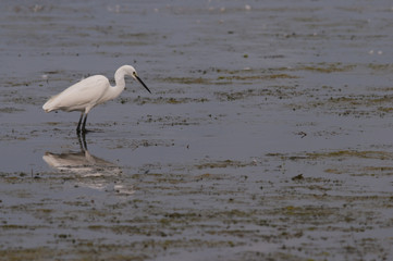 Aigrette garzette (Egretta garzetta, Little Egret)