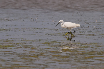 Aigrette garzette (Egretta garzetta, Little Egret)