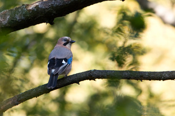 Jay on branch looking ahead