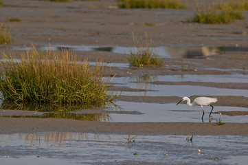 Aigrette garzette sur la plage du Crotoy (Baie de Somme)