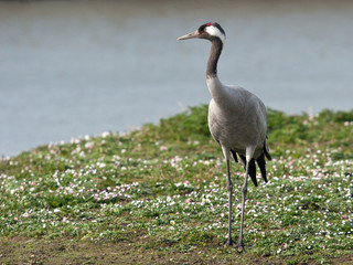 Grus grus - Grue cendrée - Common Crane