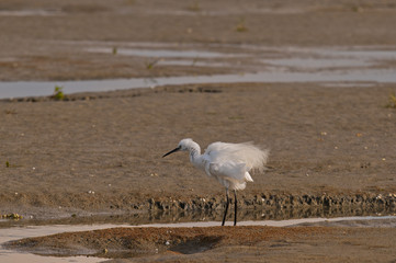 Aigrette garzette sur la plage du Crotoy (Baie de Somme)
