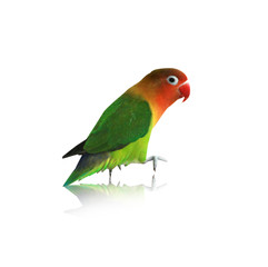 parrot