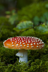 amanite tue-mouches (amanita muscaria)