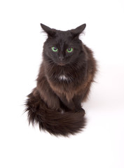 Angry black cat with beautiful green eyes isolated on white back